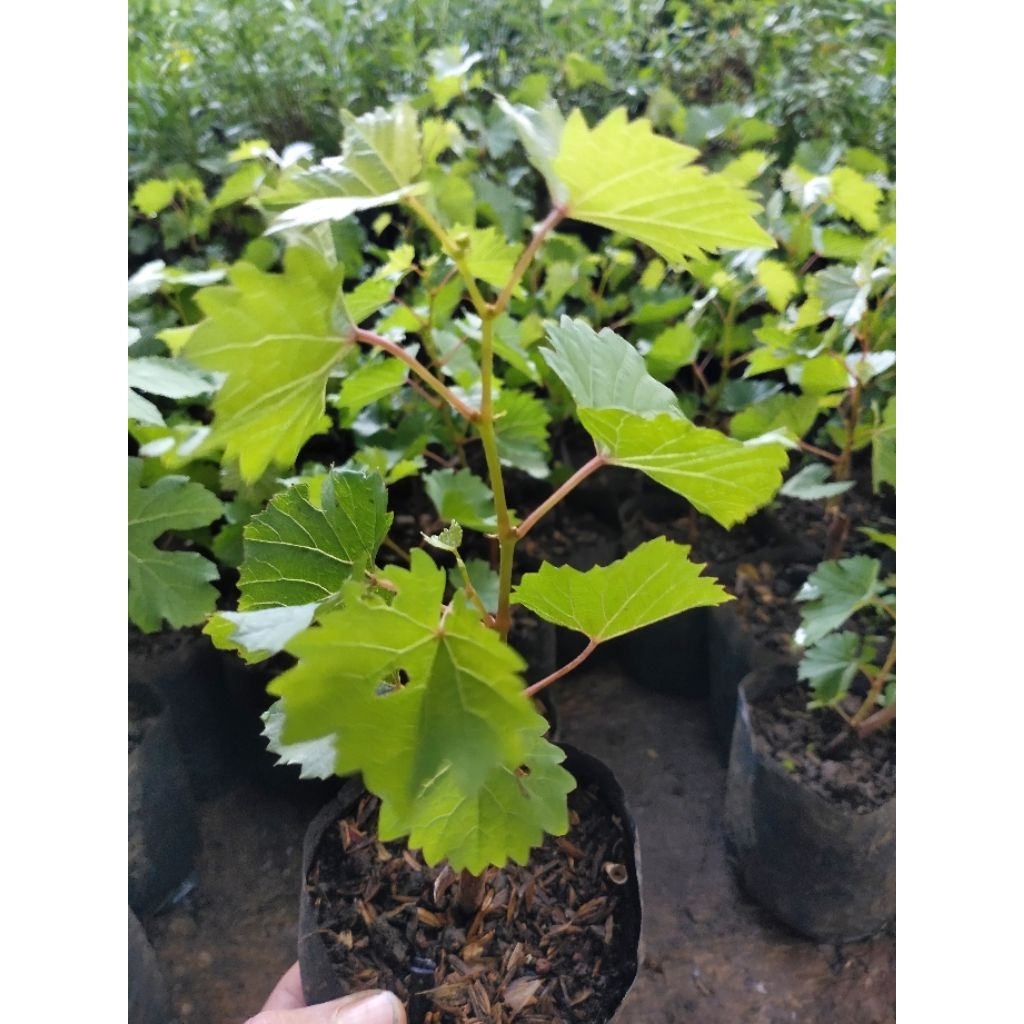 bibit pohon anggur red master lokal