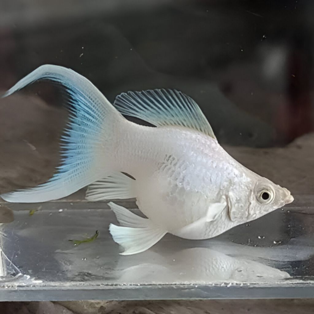 Molly Balon Marble ,Molly platinum Cawang, Molly sunkist