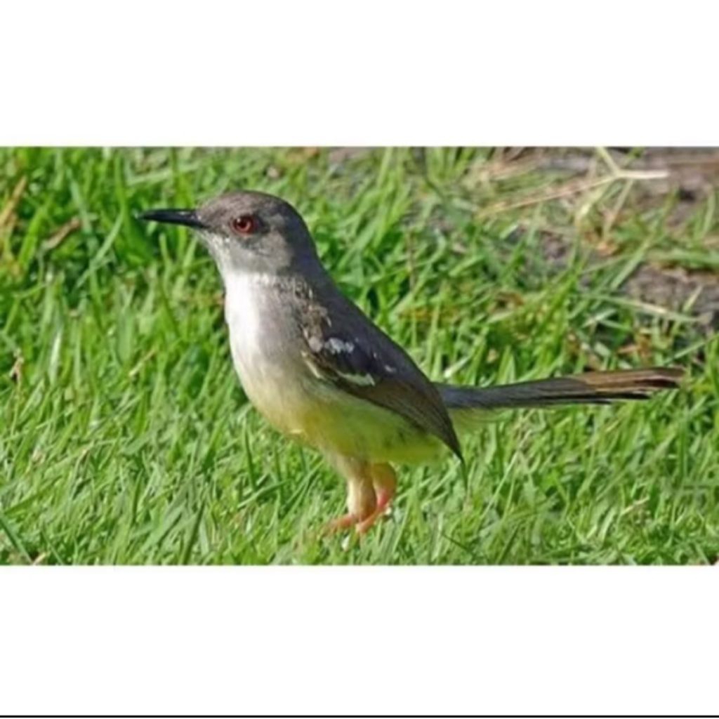 burung ciblek semi (cisem)pilihan jantan istimewa