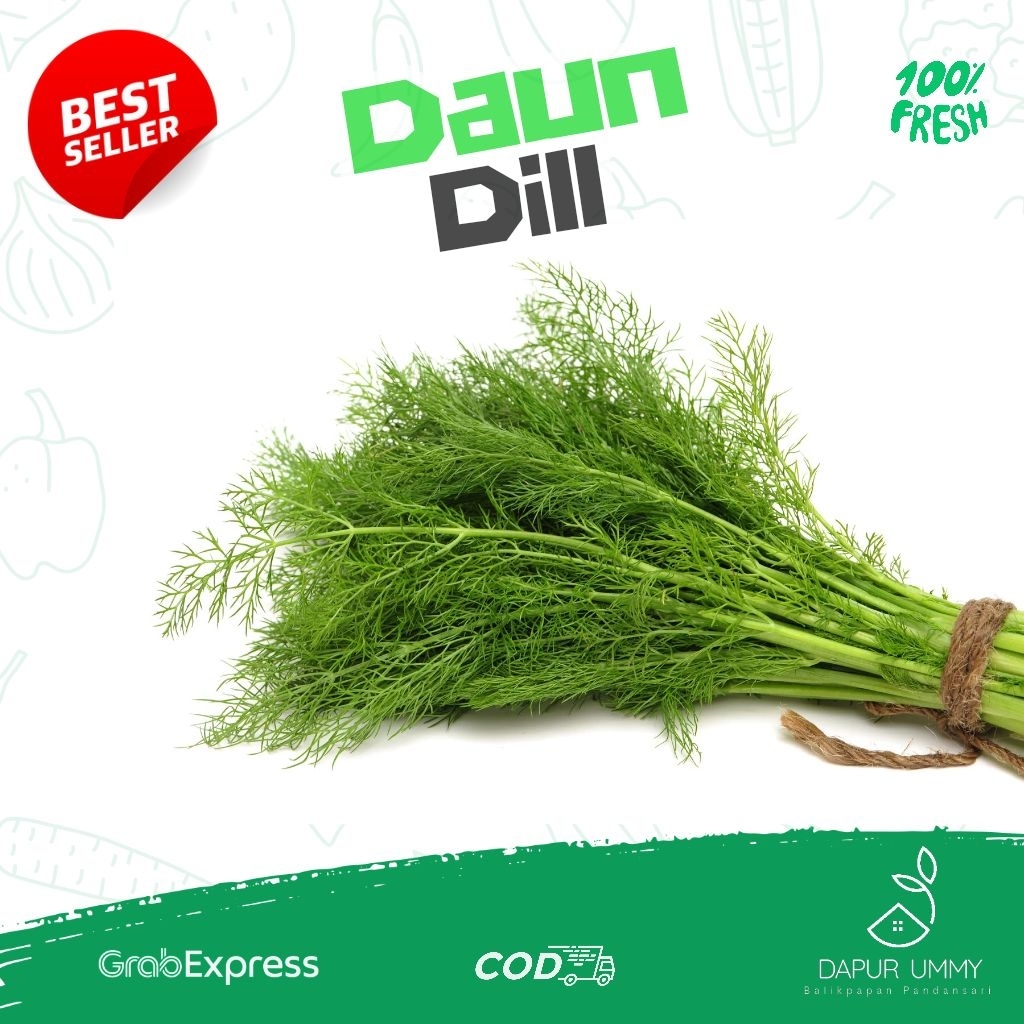 

DAUN DILL • Daun Dill • Adas Sowa