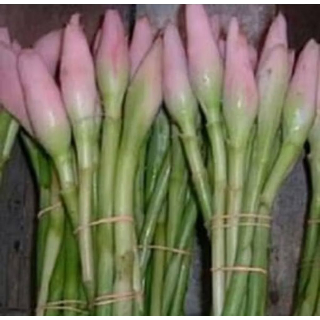 

Bunga kembang kecombrang per pcs/batang