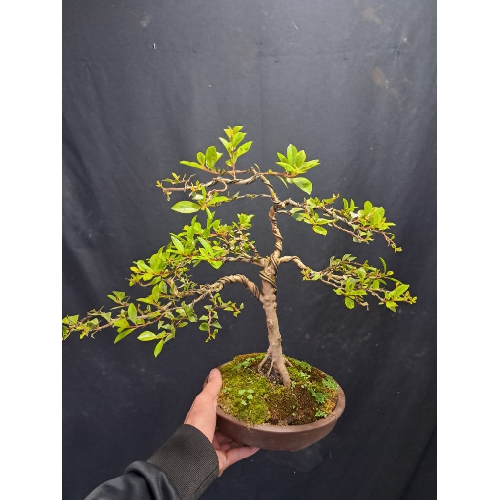 Bonsai Jambu Lili Pily Varigata / Jambu Lilipili Varigata