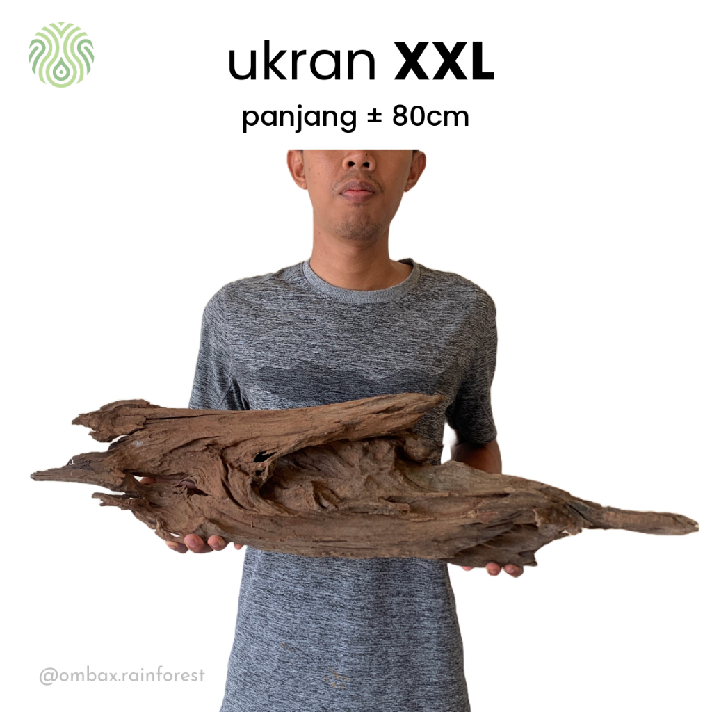 Kayu sono rentek XXL / Driftwood - Aquascape, Vivarium, & Paludarium