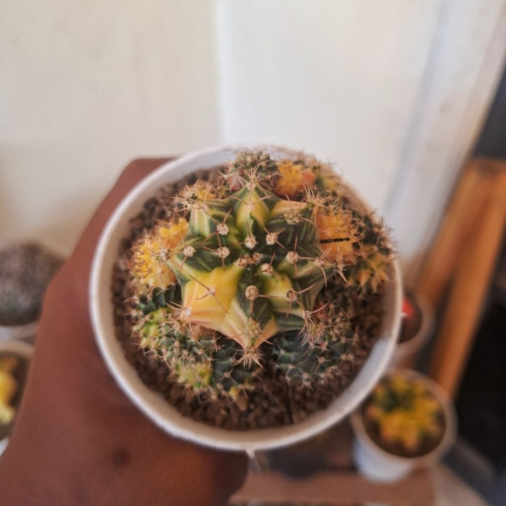 kaktus miha lb varigata clone yellow