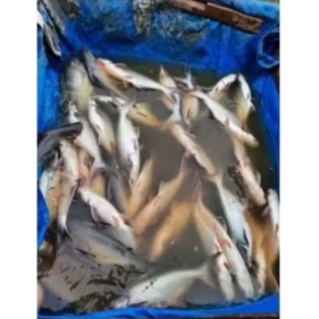 

Ikan Patin segar dan fresh per 1kg