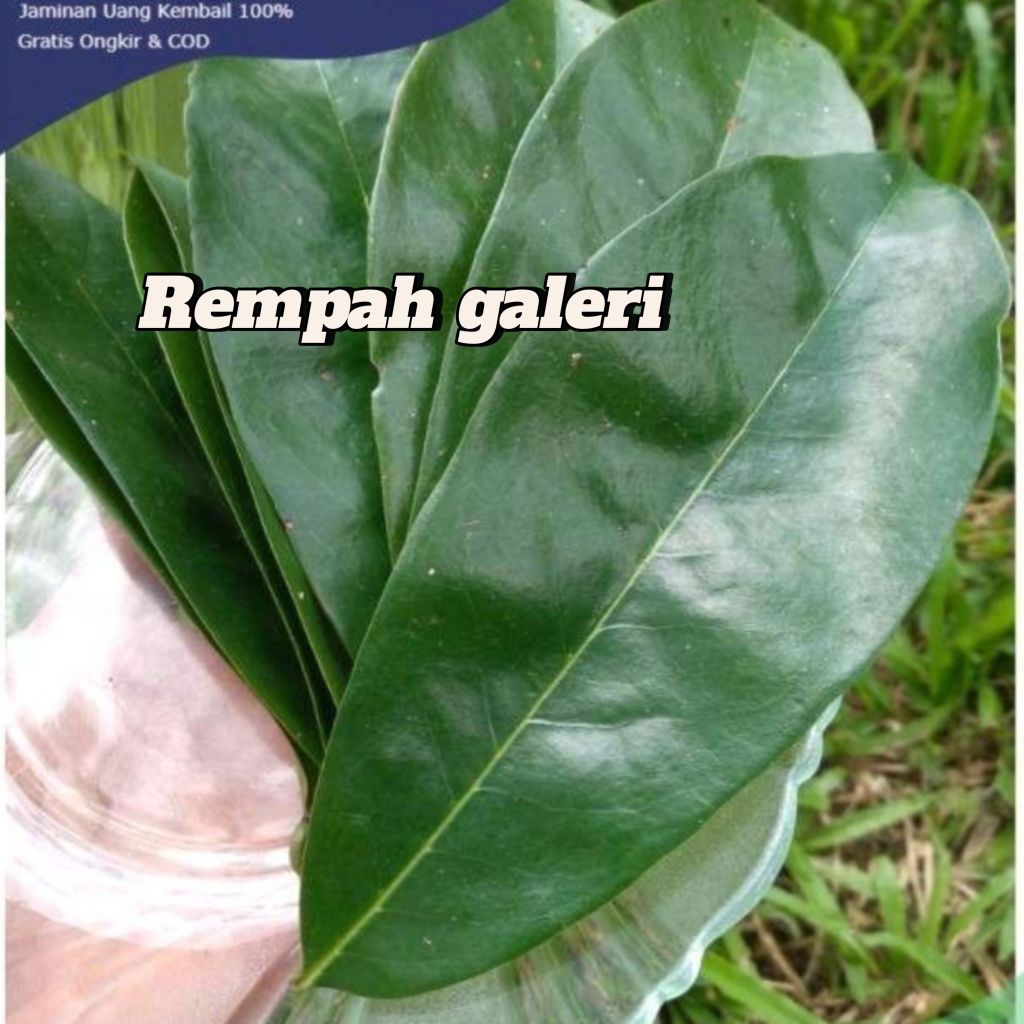 

DAUN SIRSAK SEGAR ,daun bagus, hasil sortir bersih, siap digunakan,Sehat Alami -50 lembar