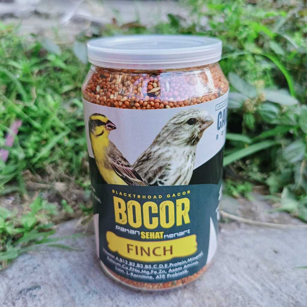 PAKAN BOCOR BLACKTHROAT GACOR CAROLL PENGGACOR BURUNG SANGER BLACKTHROAT FINCH MOZAMBIK GACOR NGEROL