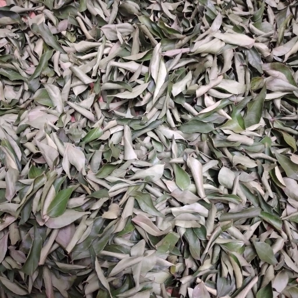 

Daun Kari Kering Asli | Aromatik Segar | Rempah Dapur Tradisional | 15gr / 30gr / 50gr