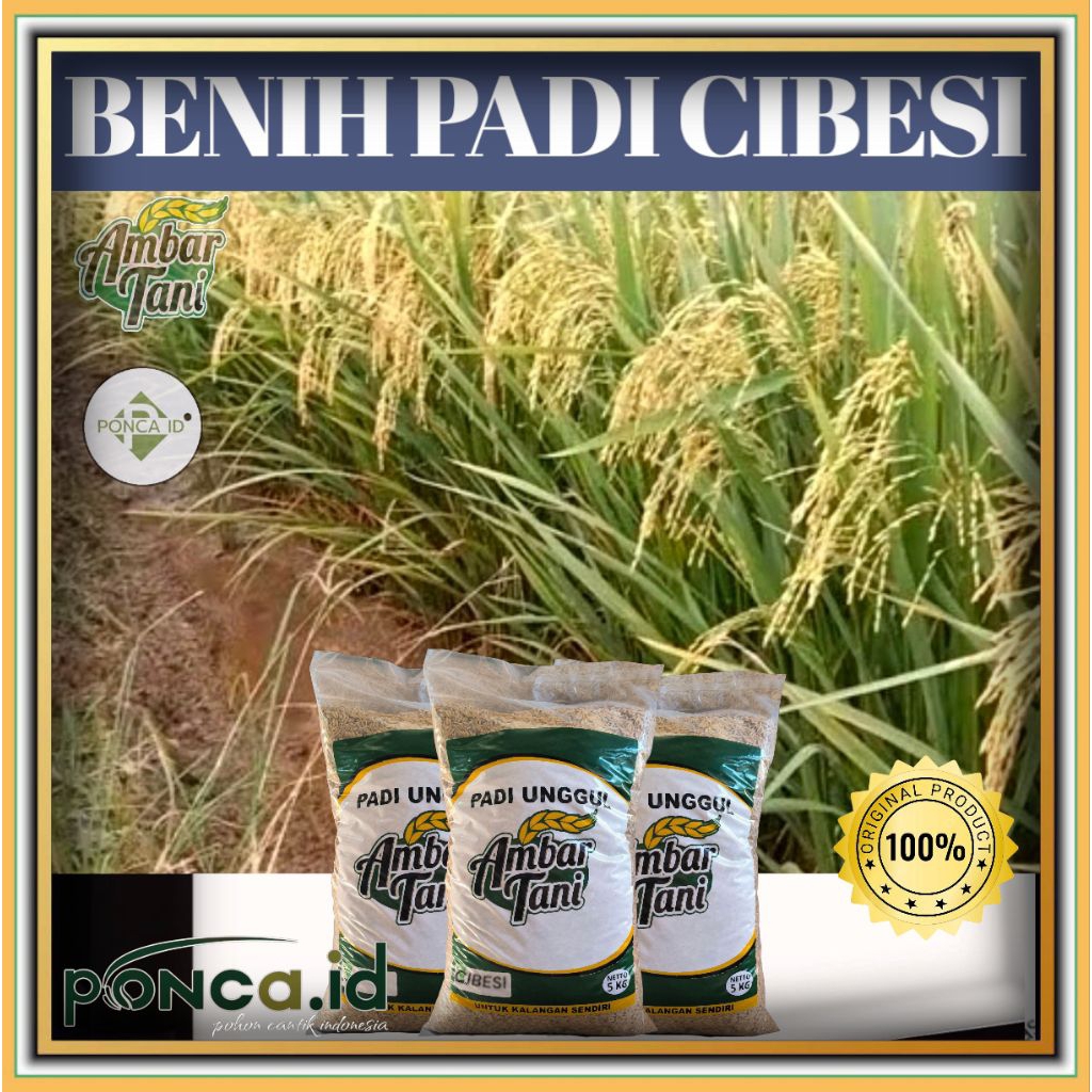 BIBIT PADI CIBESI KEMASAN 5KG