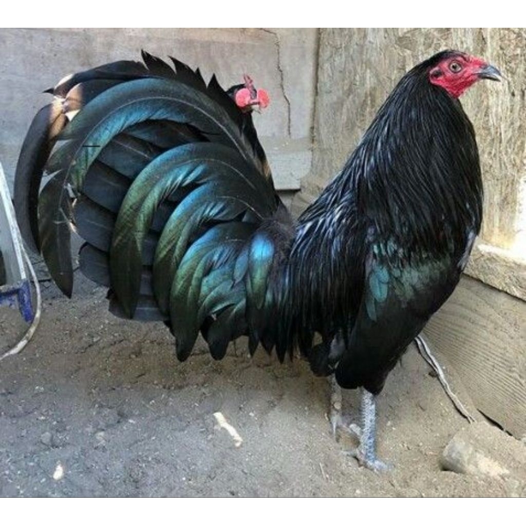 

paket hemat 5 Telur Tetas Ayam Philipin Ak47 Larkumbang Fertil siap untuk ditetaskan