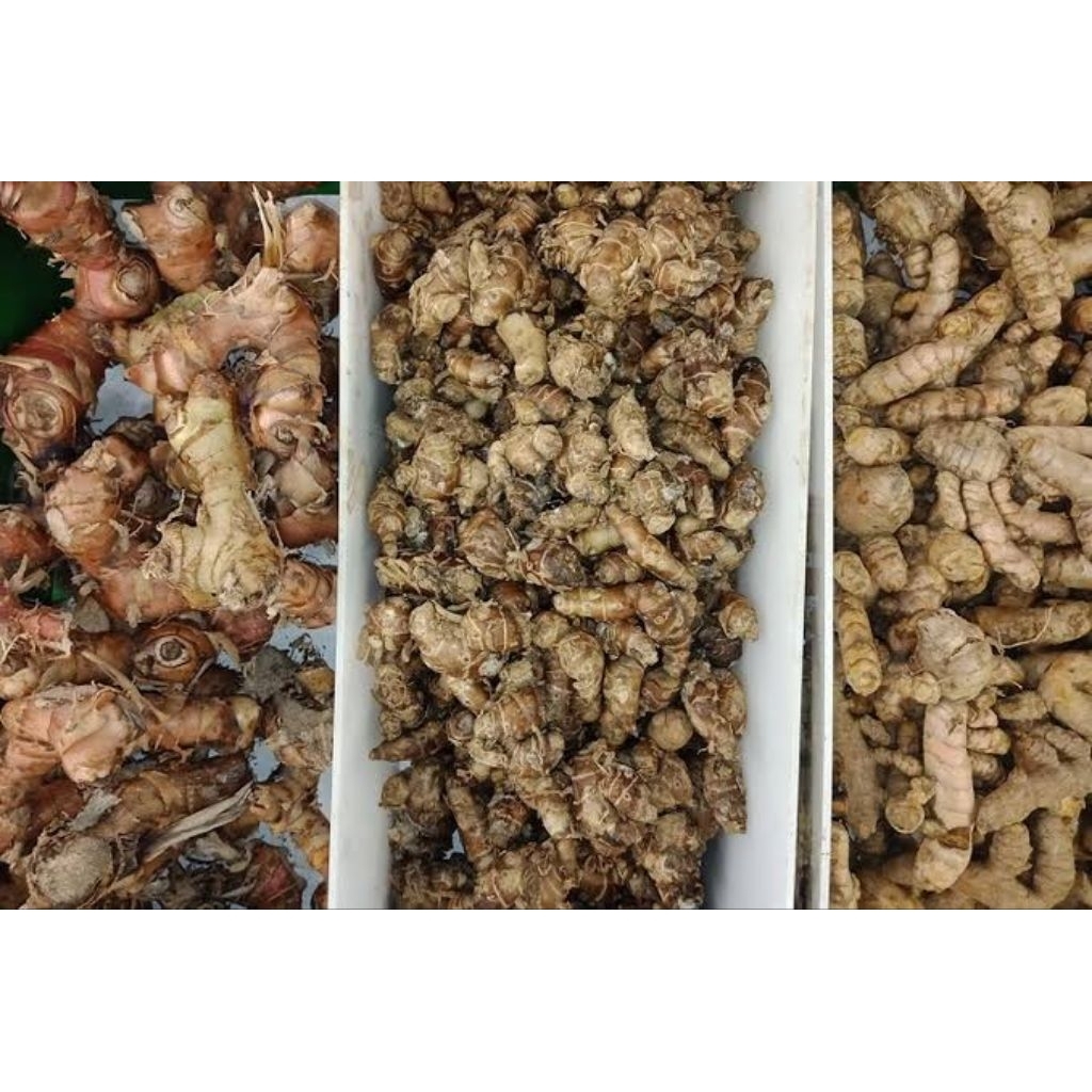 

kunyit asli Wonogiri