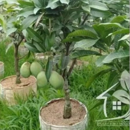 BIBIT MANGGA MANALAGI ASLI OKULASI(cangkok)MUDAH BERBUAH