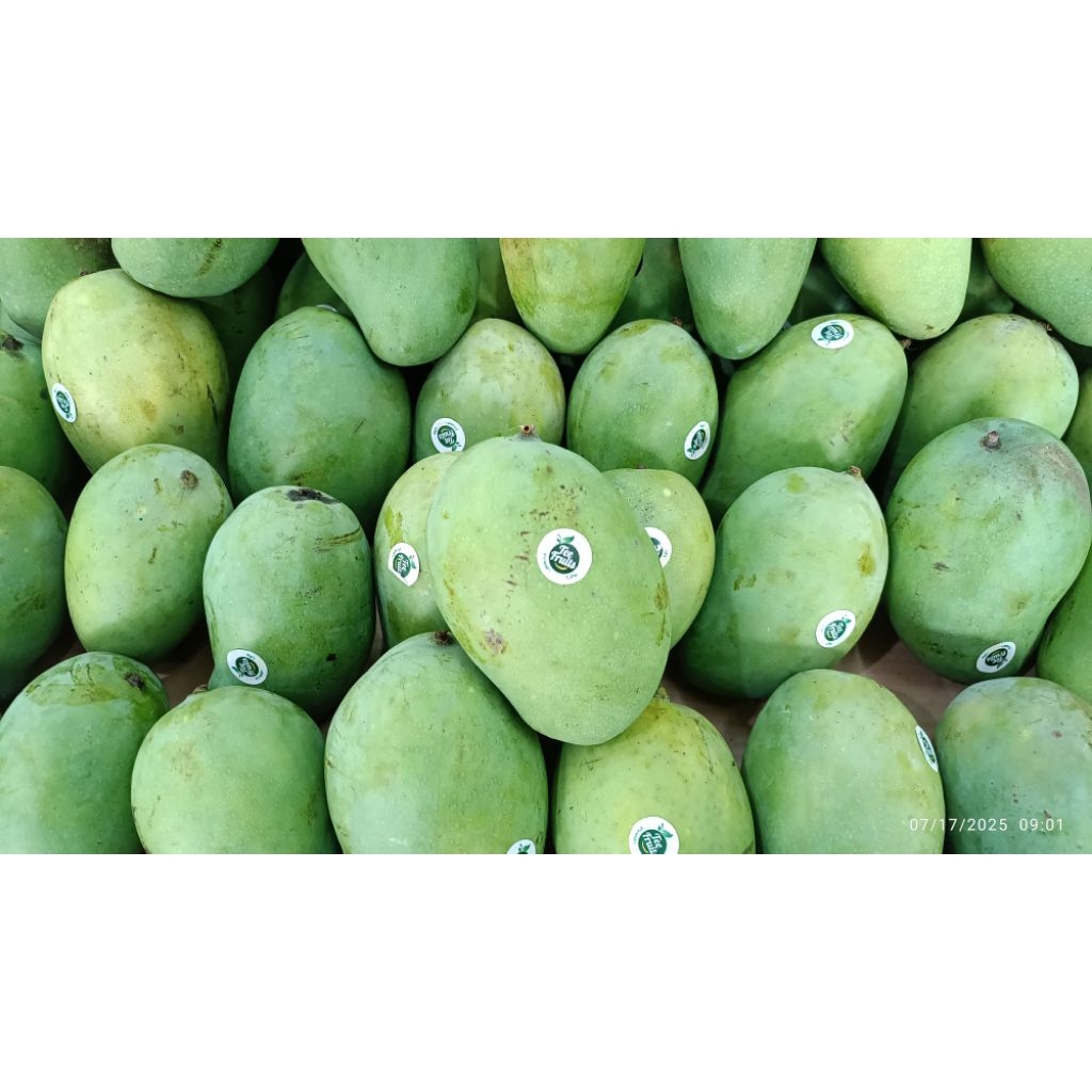 

mangga harum manis super sweet/kg