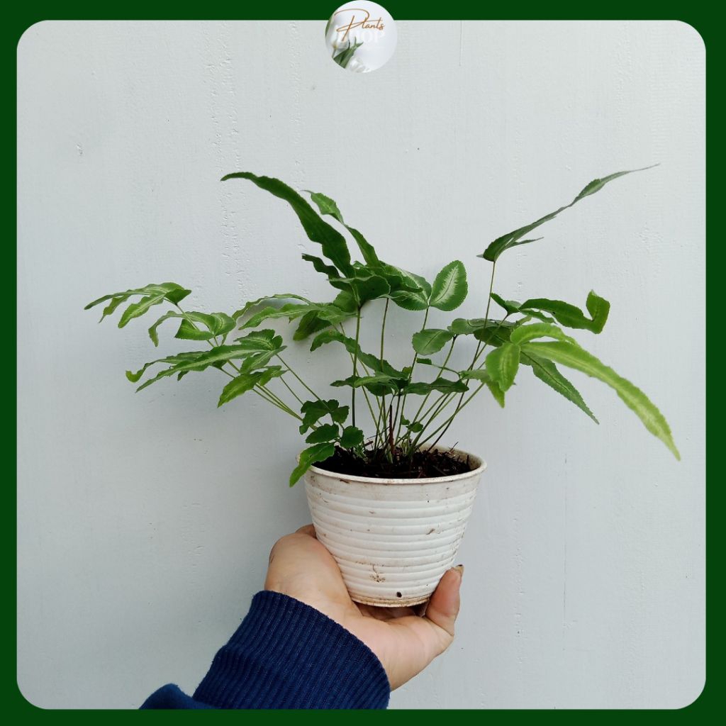 tanaman pakis pteris cretica