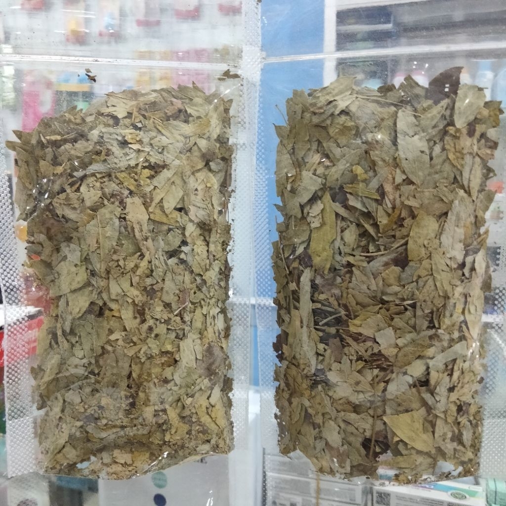 

daun teh jati cina