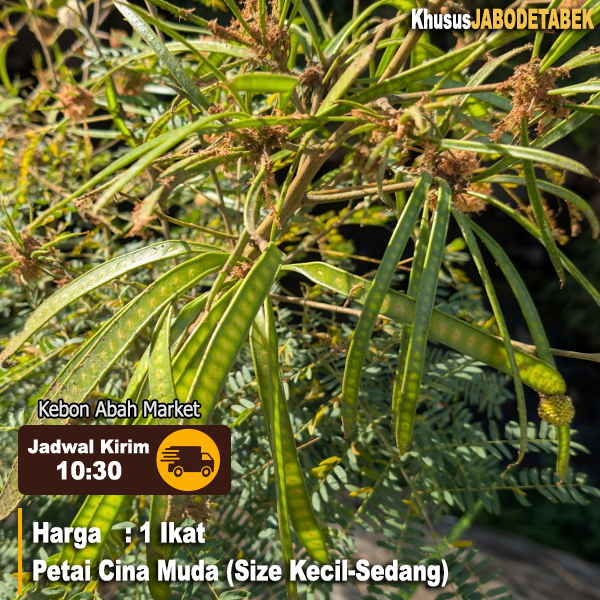 

Petai Cina Muda Bisa COD 1 Ikat Isi 60 Pcs Buah Siap Makan (JBODETABEK) Untuk Urap Buntil Lamtoro Mlandingan Pete Size Random Obat Herbal