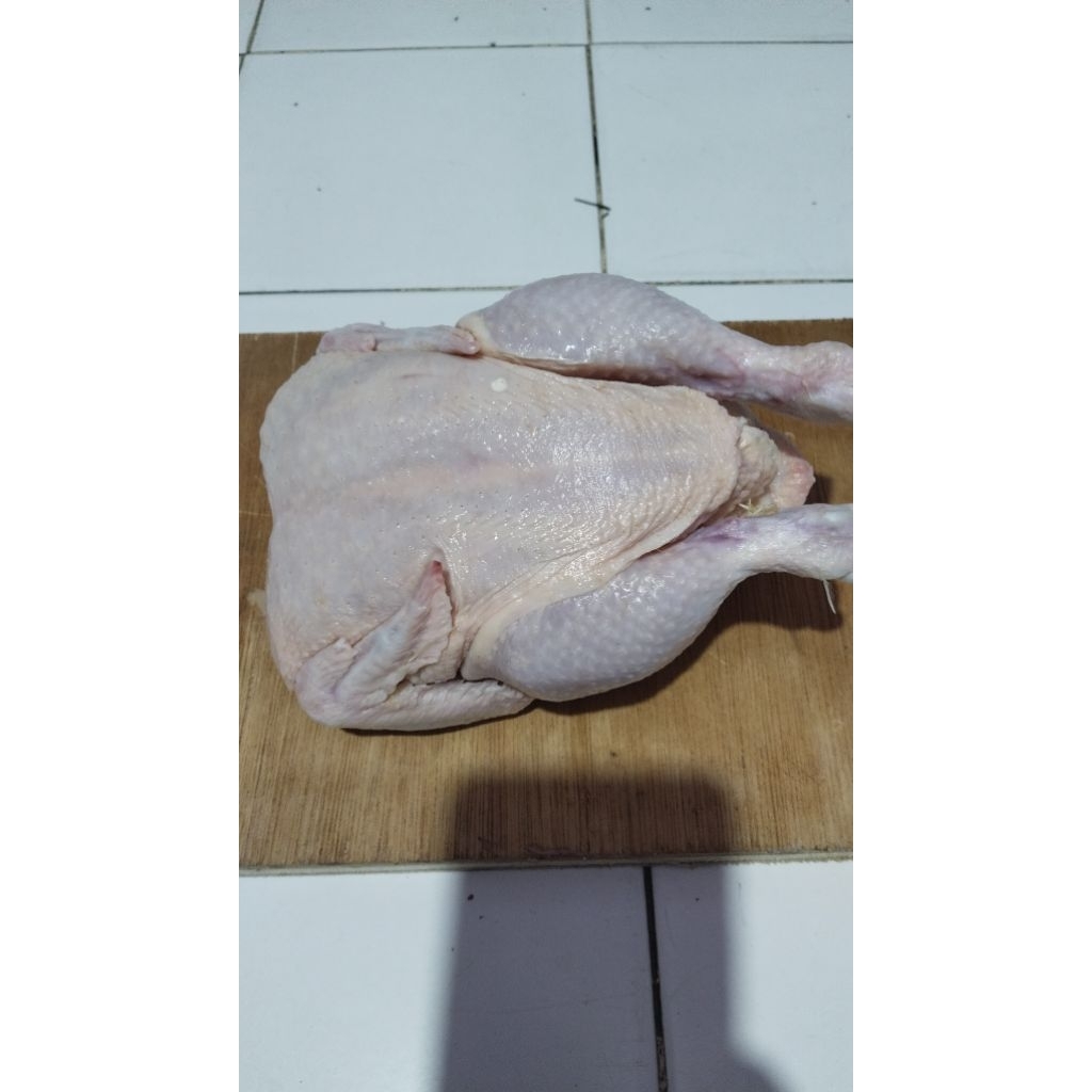 

ayam potong segar
