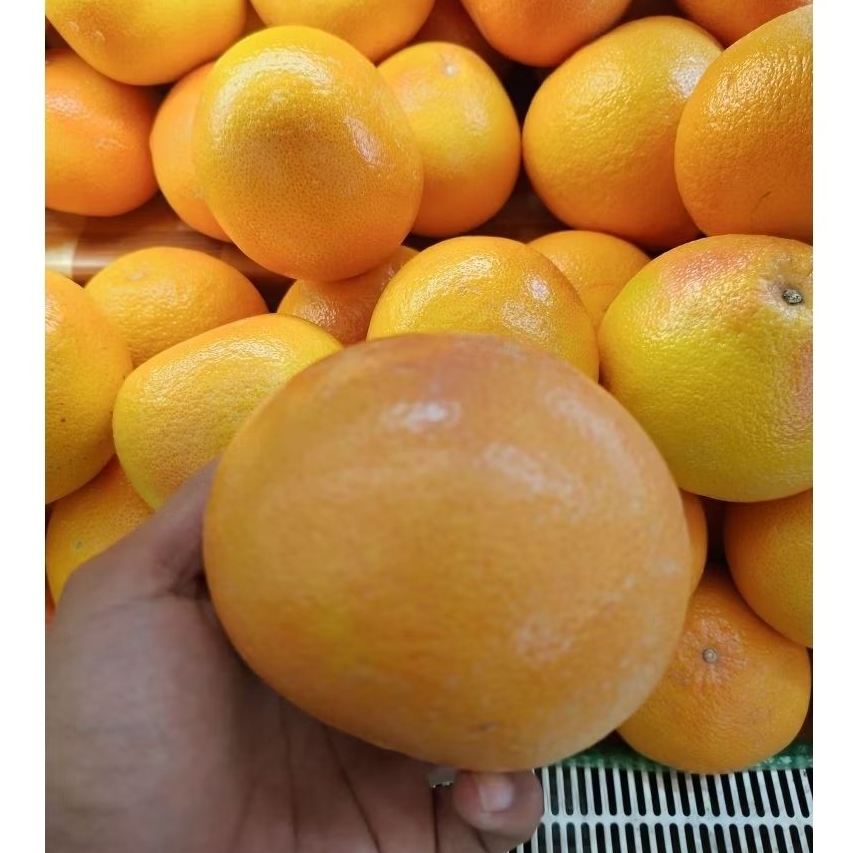 

Jeruk Grape Fruit Australia 1 Kg