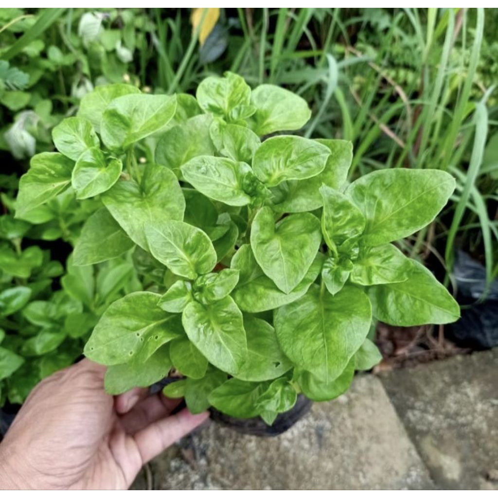Pohon Bayam Brazil Bibit Tanaman Pohon Bayam Brazil