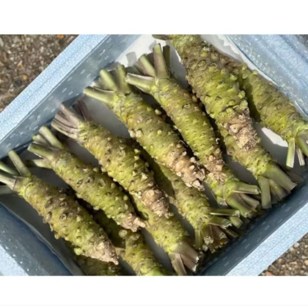 

Wasabi Root/ wasabi batah utuh fresh import 500 gram
