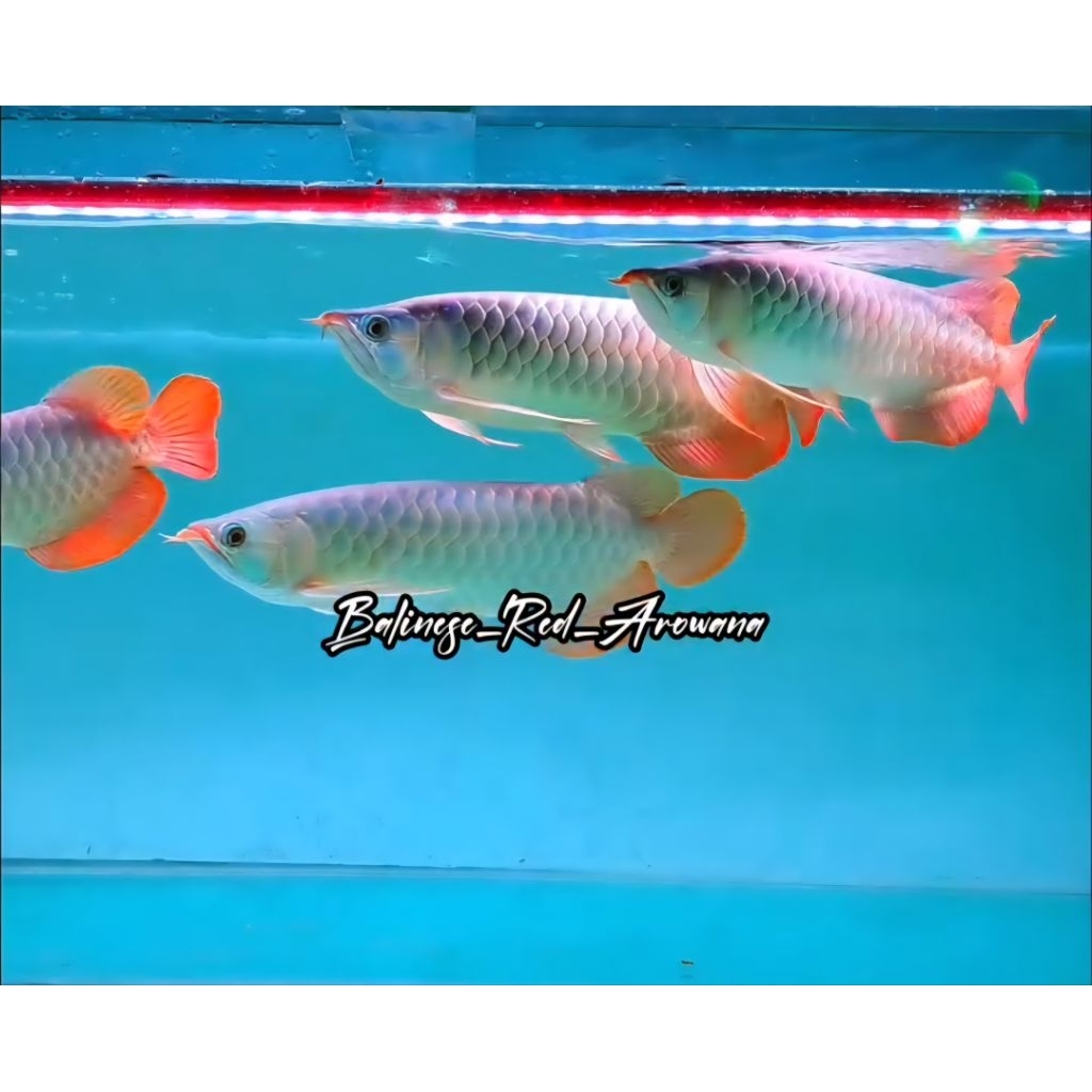 Arowana Super Red