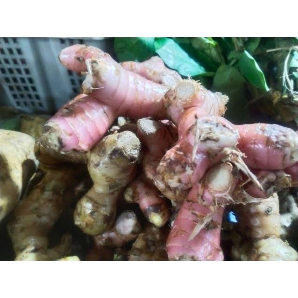 

lengkuas Fresh bisa mencegah kanker.diabetes