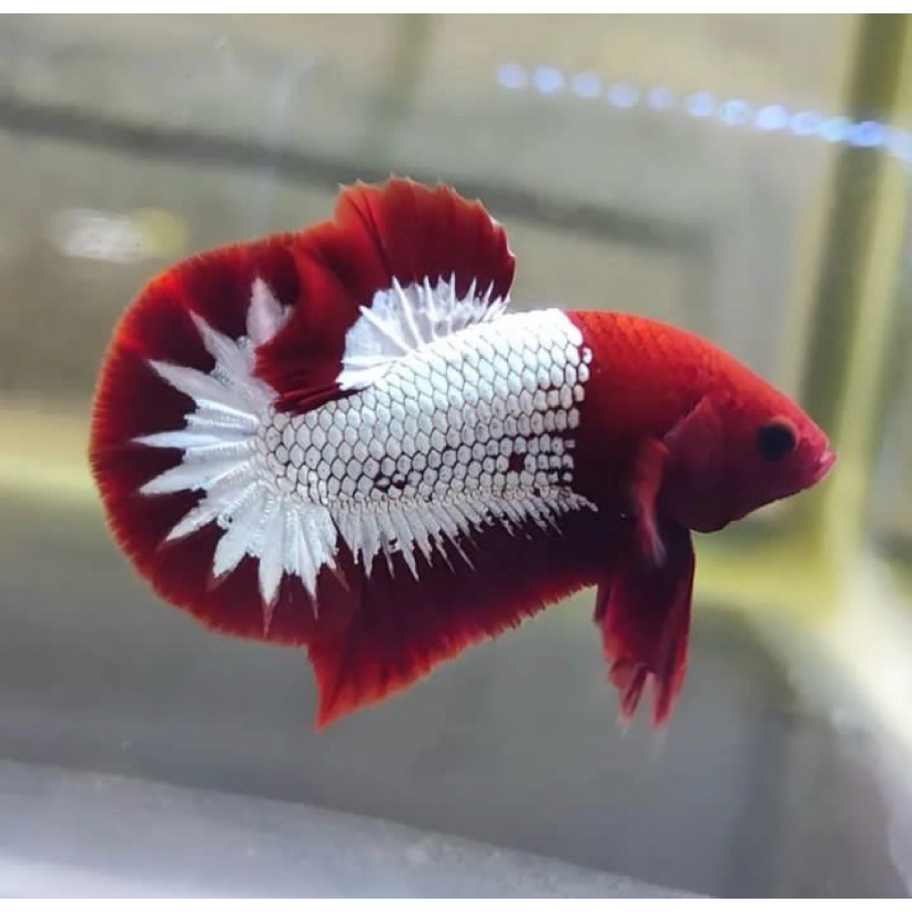 cupang fccp langka berkualitas, warna merah pekat, sangat istimewa