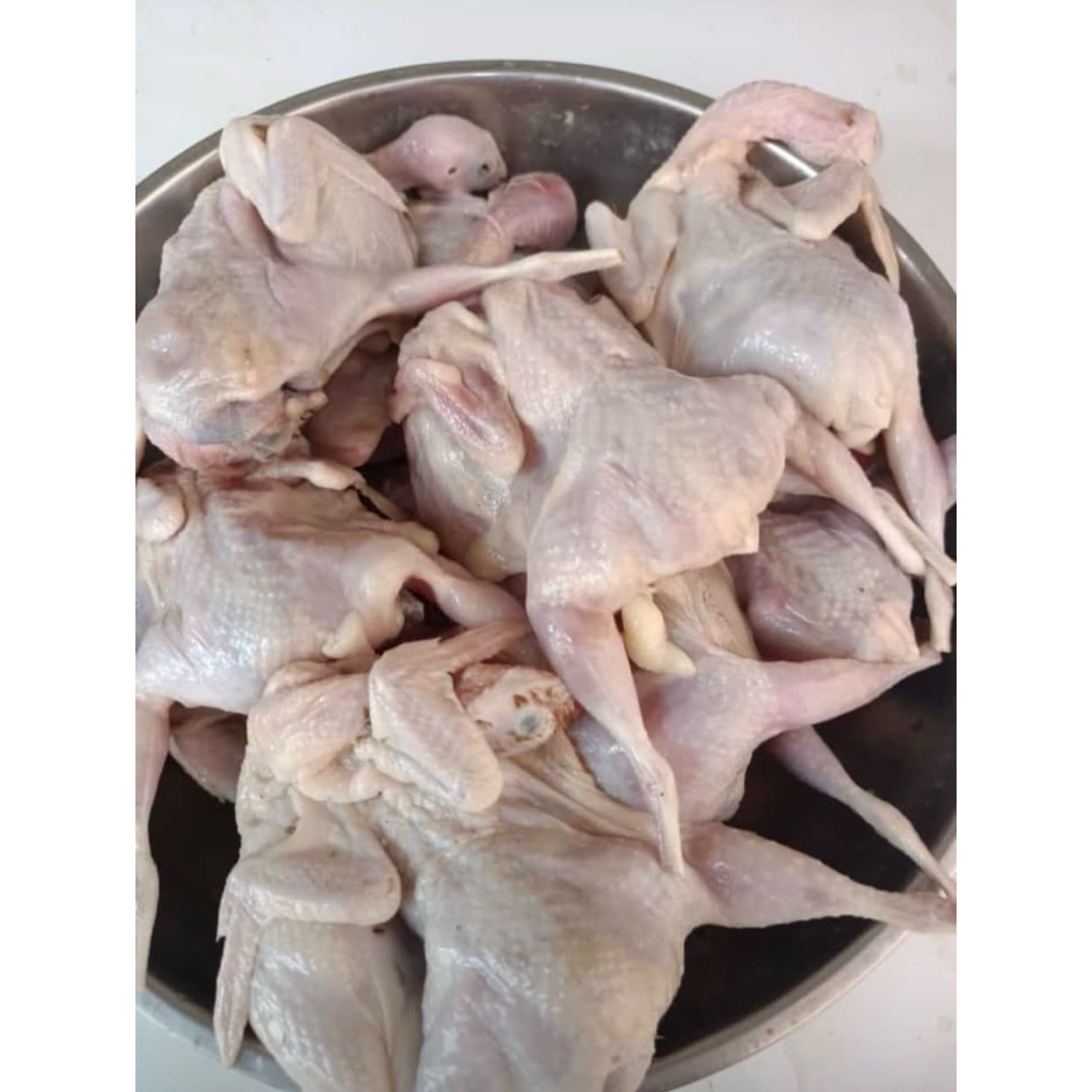 

daging puyuh mentah/burung puyuh isi 10 ekor