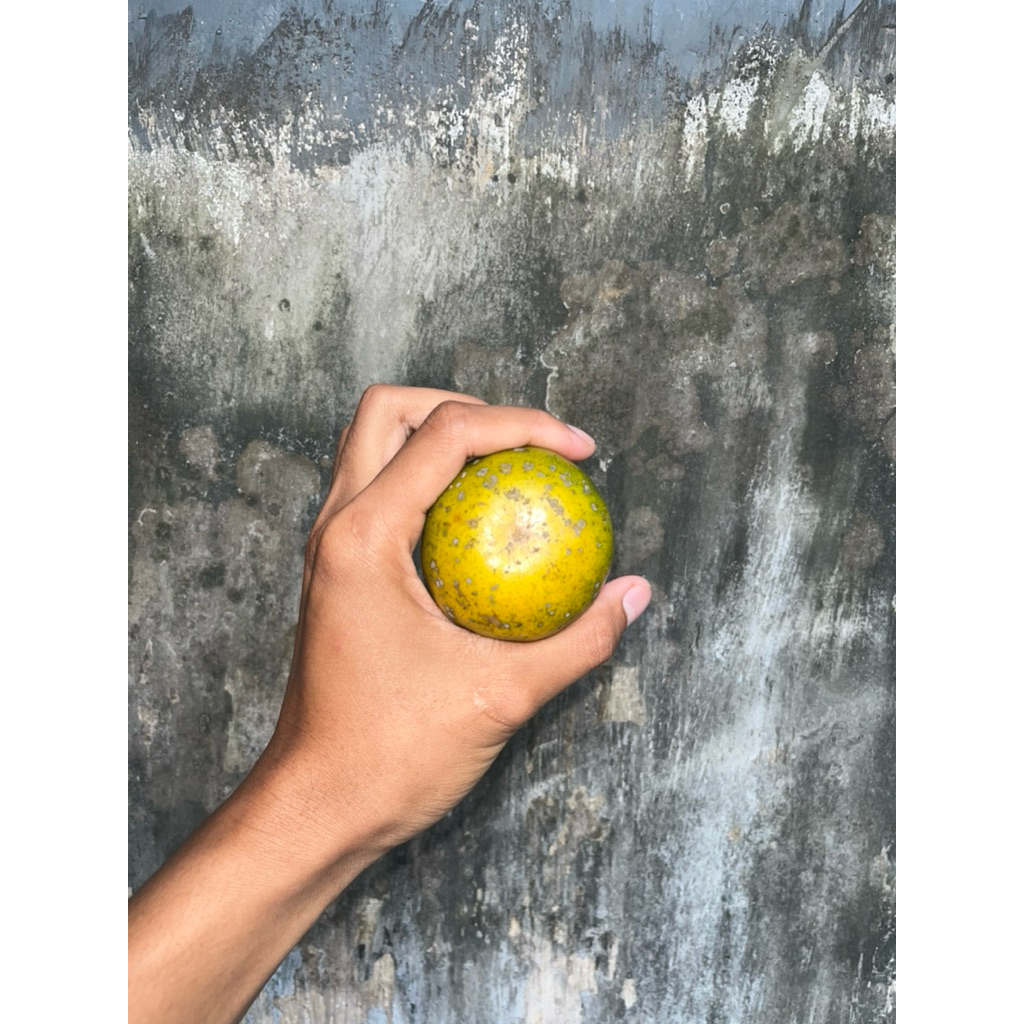 

Jeruk Madu 55 Maniss