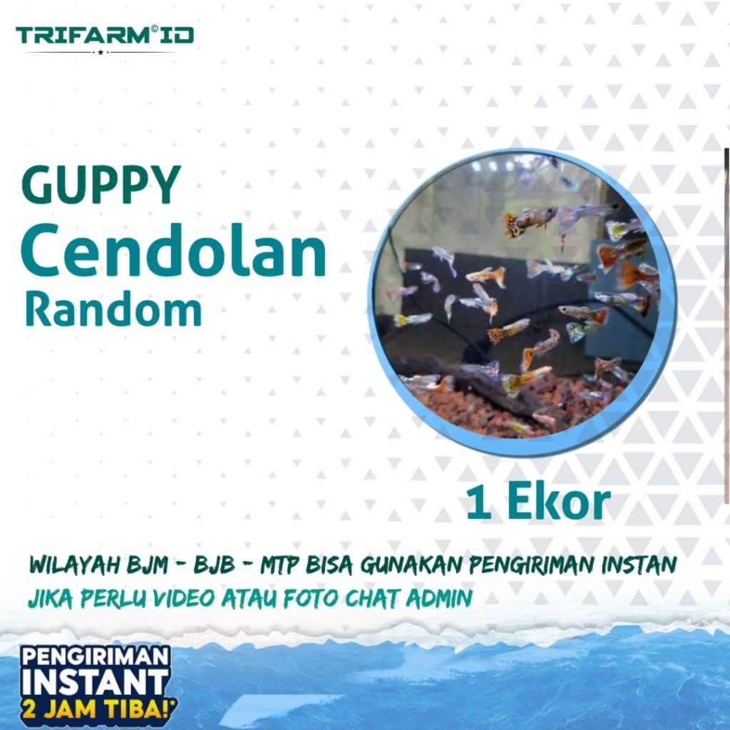 TRIFARM Benih Bibit Guppy Warna Warni Campuran / Cendolan Satuan
