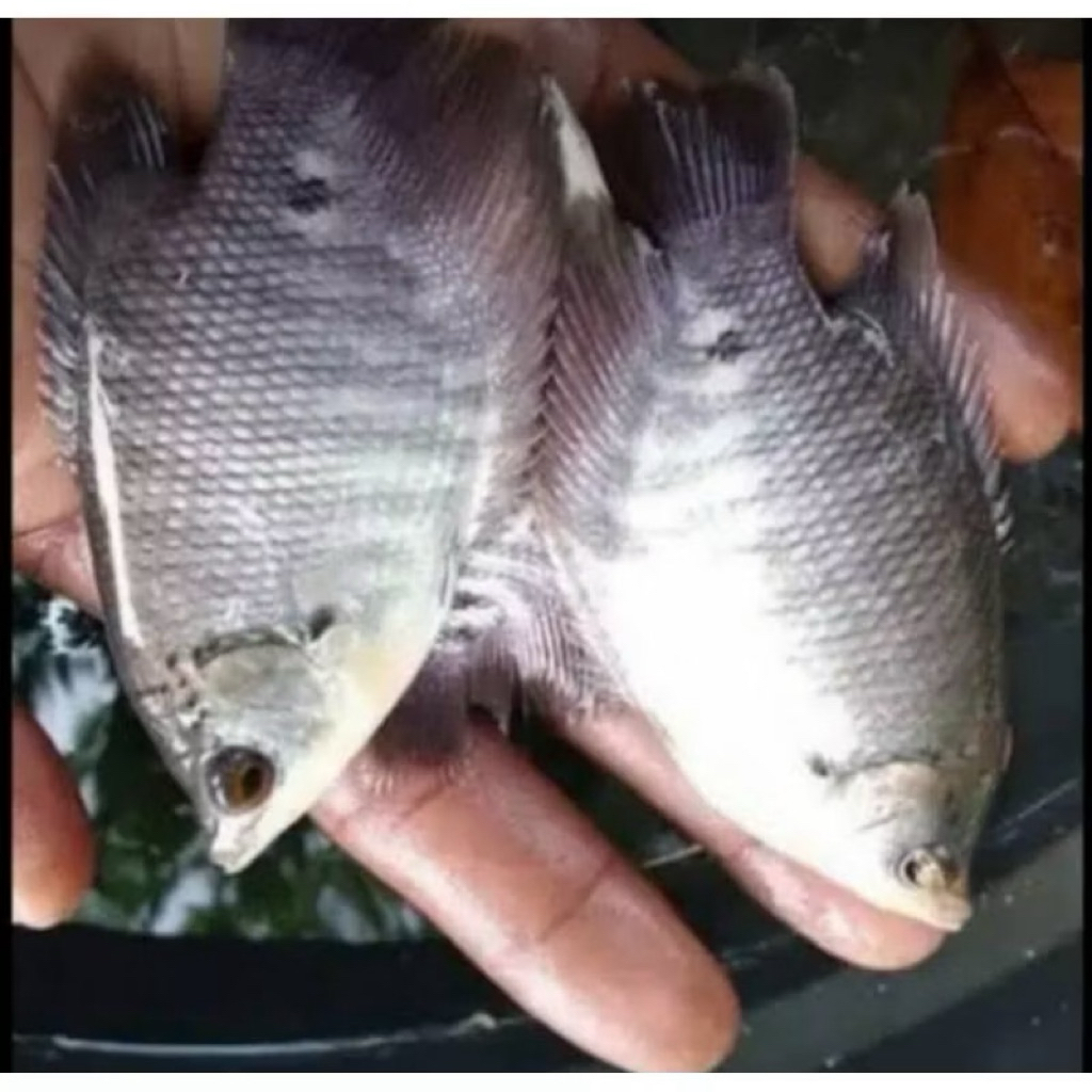 bibit gurame ngorek 50 ekor