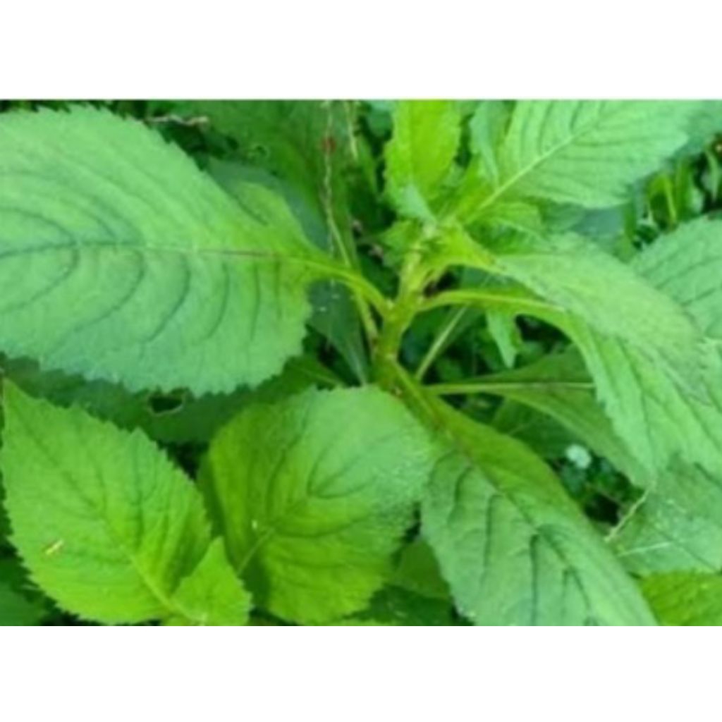 

Daun sinterong segar 1kg