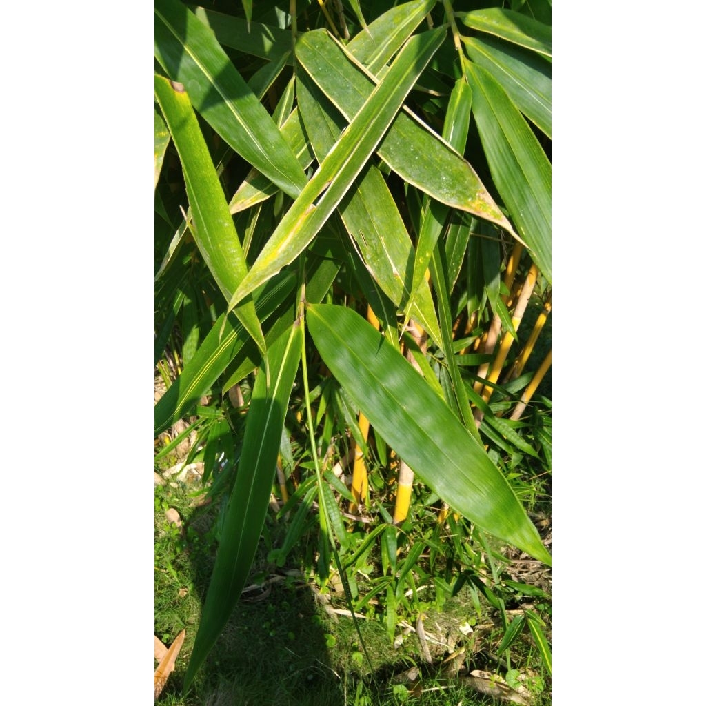 

daun bambu kuning segar isi 30 lembar alami