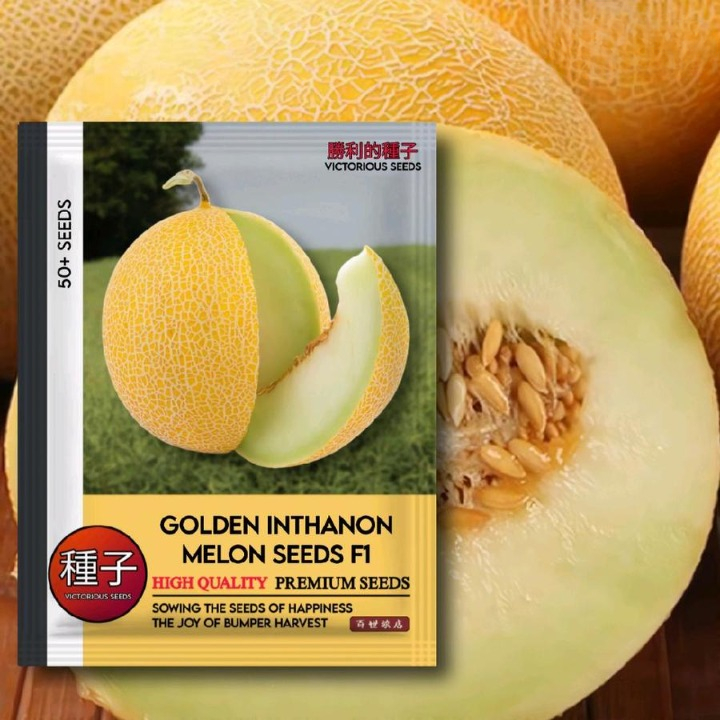 Benih Buah Melon Golden 1 Pack Isi 30 Bibit Benih Pohon Melon Berbuah Cepat Warna Kuning