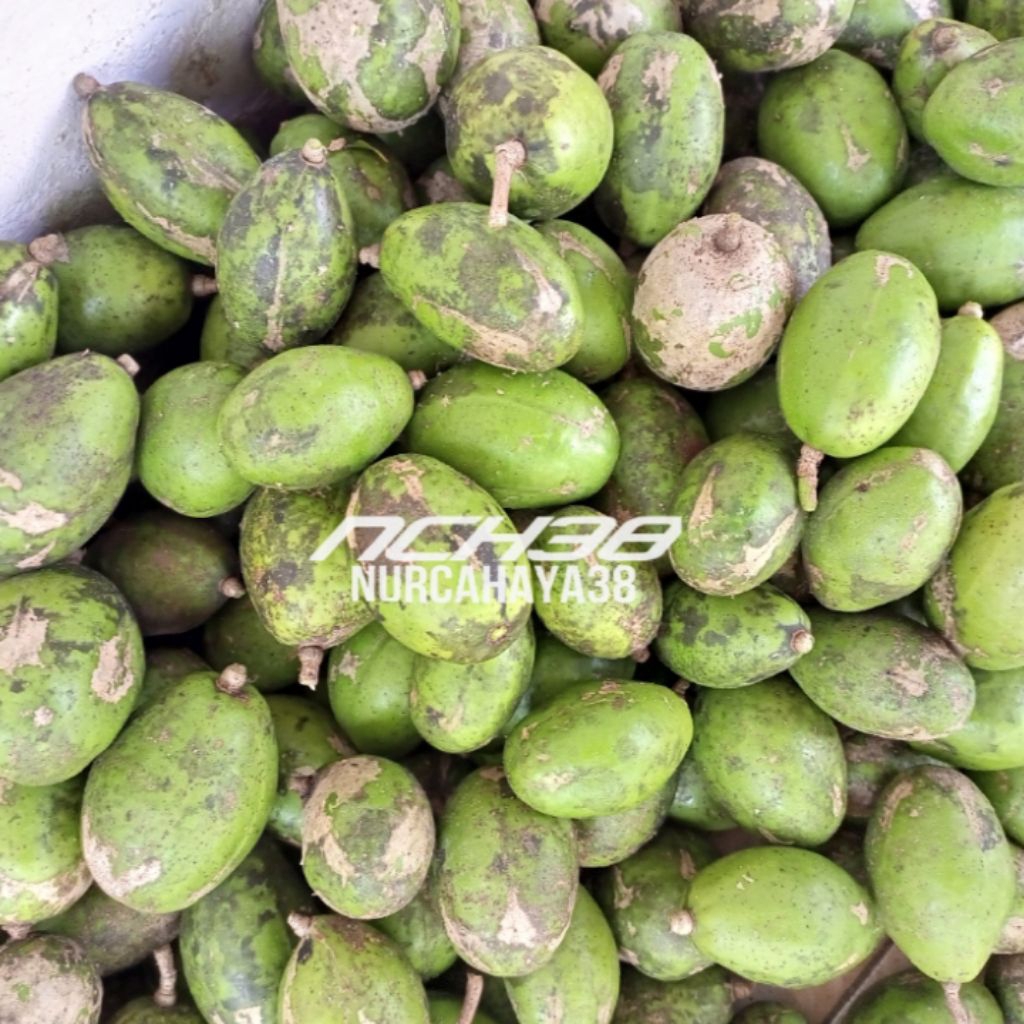 

Buah kedondong | Buah kedondong jumbo | buah kedondong besar segar dan fresh 500 gram