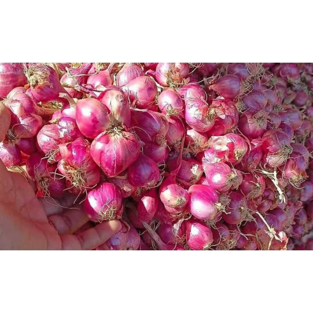 

Bawang Merah Bima 1 Kg (Berkualitas)