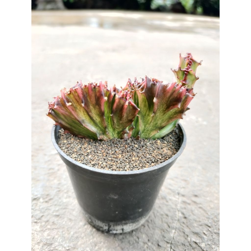 euphorbia red dragon