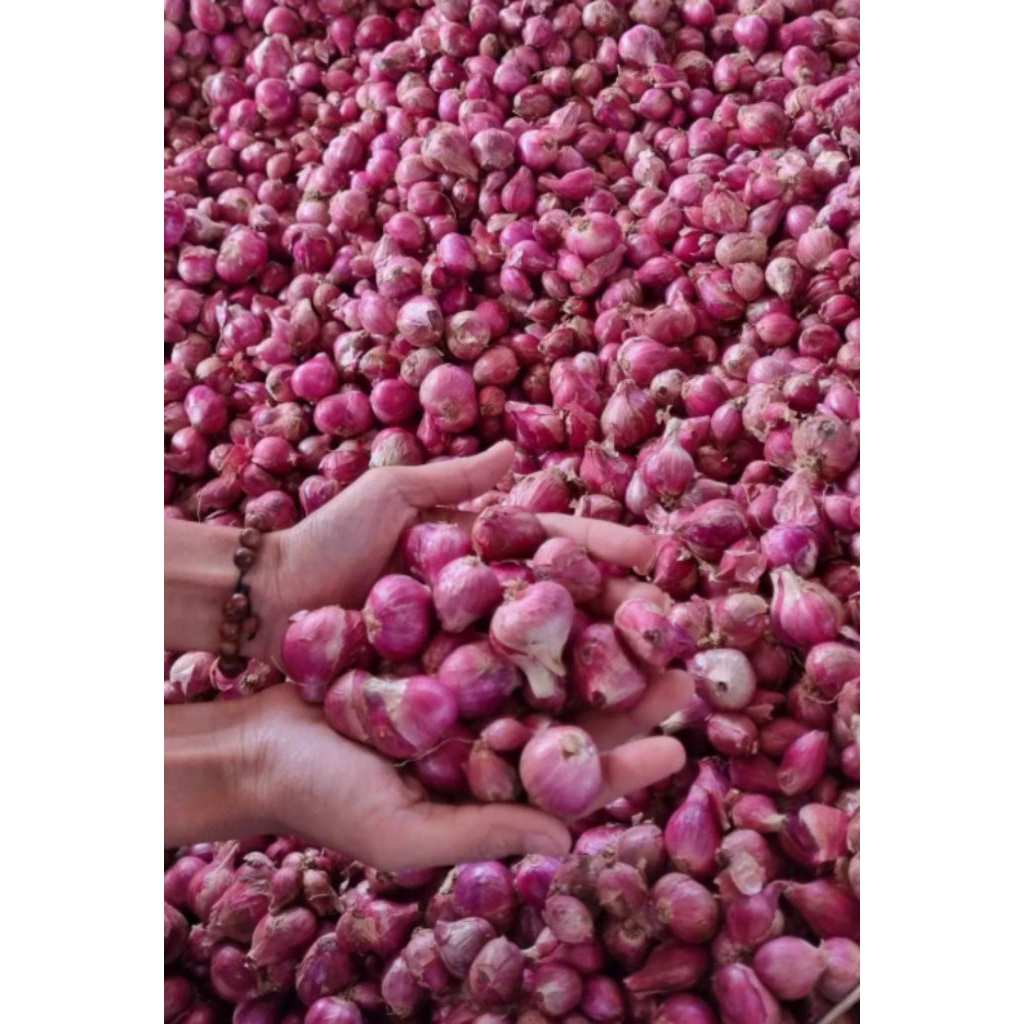 

Bawang Merah Pilihan Super Lokal Nganjuk Sukomoro