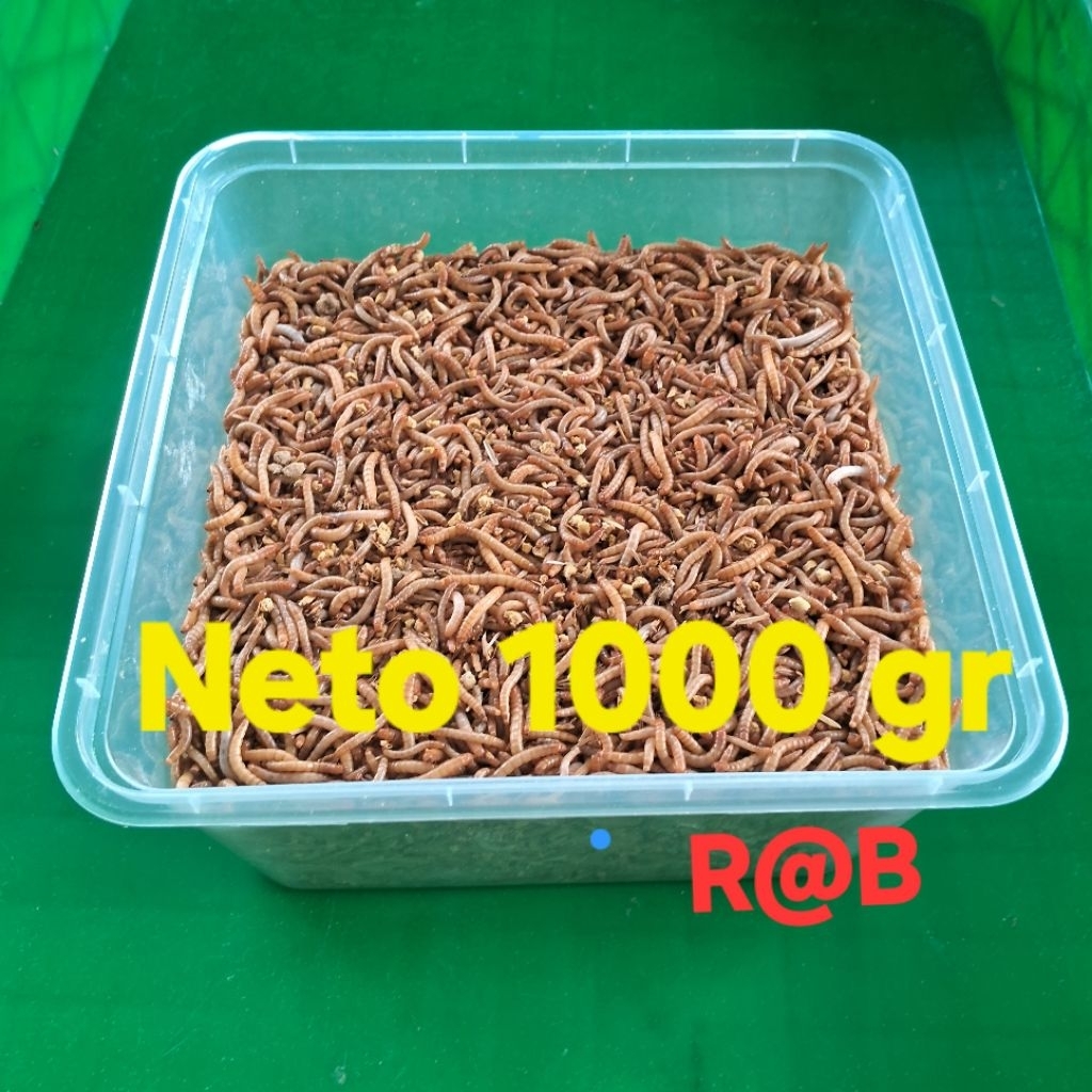 Ulat hongkong hidup 1kg