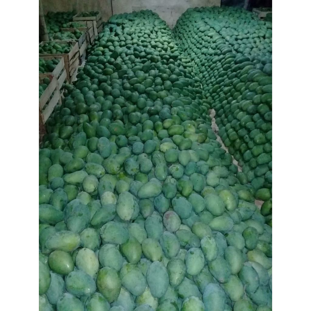 

BuahManggaOjay(1 kg )