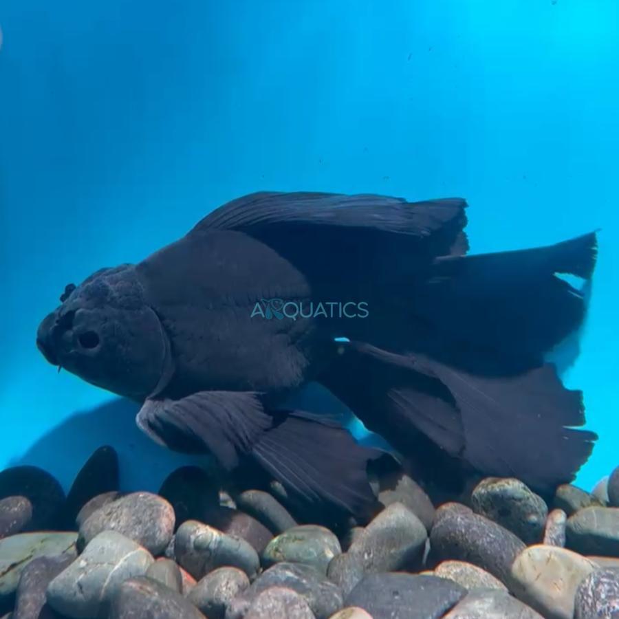 Koi Butterfly Hudielong JUMBO BLACK KARASU Grade A