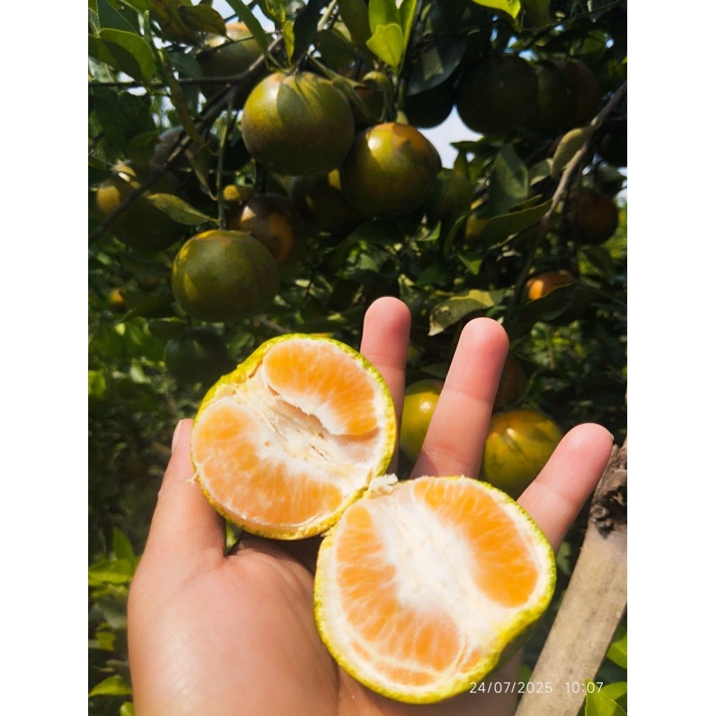 

Jeruk siem madu manis segar petik langsung petani.