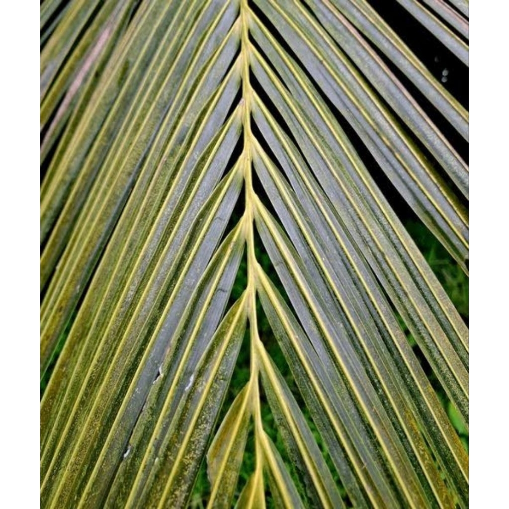 

daun kelapa.per iket