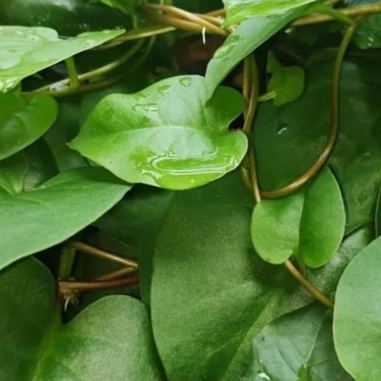 

Daun Binahong Hijau Segar 50 Lembar Herbal Tradisional Serbaguna
