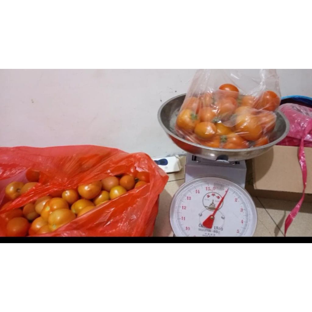 

tomat segar harga paling murce 1kg