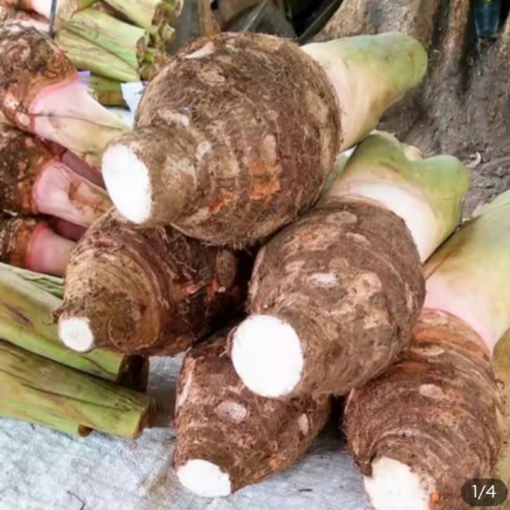 

TALAS BOGOR 1 KG MURAH