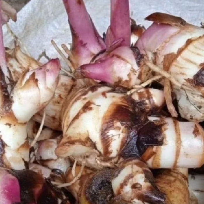 

umbi ganyoh merah umbi pulen 1kg