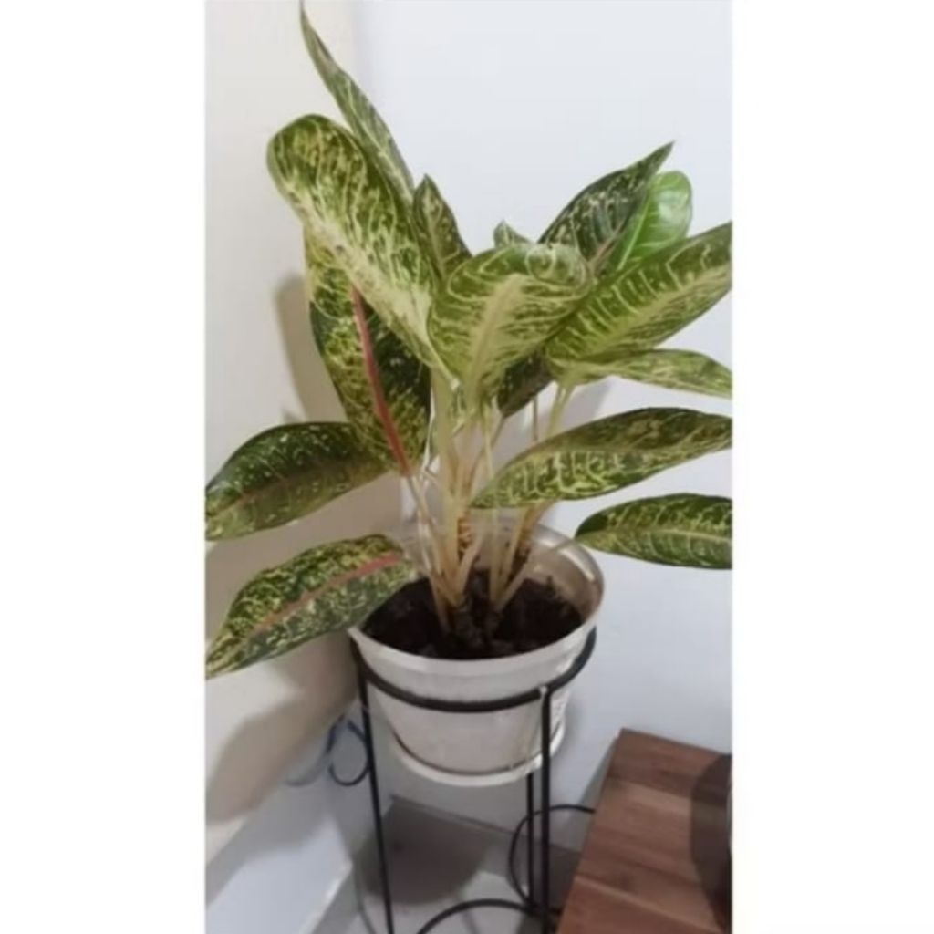 TANAMAN AGLAUNEMA/O.KLIK RASA