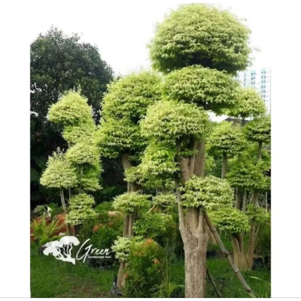 Biji benih pohon anting putri / bahan bonsai