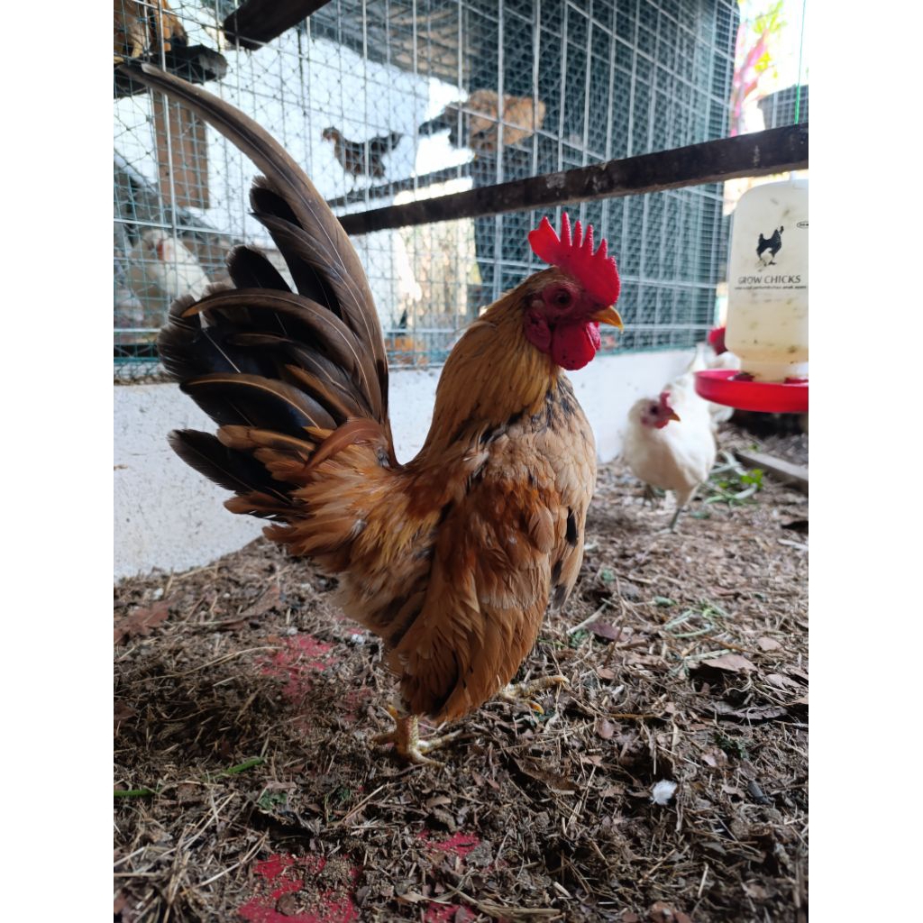 Ayam Kate. Ayam Serama. 1 ekor ayam jantan
